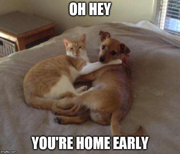 Cats and dogs living together | OH HEY; YOU'RE HOME EARLY | image tagged in cats and dogs living together | made w/ Imgflip meme maker
