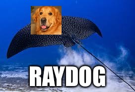 Seems legit. | RAYDOG | image tagged in memes,raydog | made w/ Imgflip meme maker