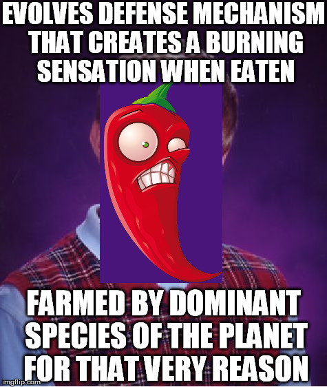 Bad Luck Chili | EVOLVES DEFENSE MECHANISM THAT CREATES A BURNING SENSATION WHEN EATEN; FARMED BY DOMINANT SPECIES OF THE PLANET FOR THAT VERY REASON | image tagged in memes,bad luck brian,food,chili,hot,life sucks | made w/ Imgflip meme maker