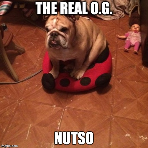 THE REAL O.G. NUTSO | image tagged in loyalty | made w/ Imgflip meme maker