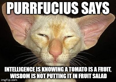 Purrfucius Says | PURRFUCIUS SAYS; INTELLIGENCE IS KNOWING A TOMATO IS A FRUIT, WISDOM IS NOT PUTTING IT IN FRUIT SALAD | image tagged in fruit,tomato,cat,purrfucius | made w/ Imgflip meme maker