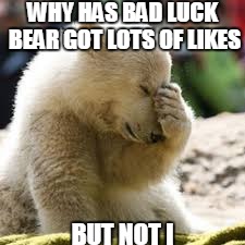 Polar Bear Cub  | WHY HAS BAD LUCK BEAR GOT LOTS OF LIKES; BUT NOT I | image tagged in polar bear | made w/ Imgflip meme maker