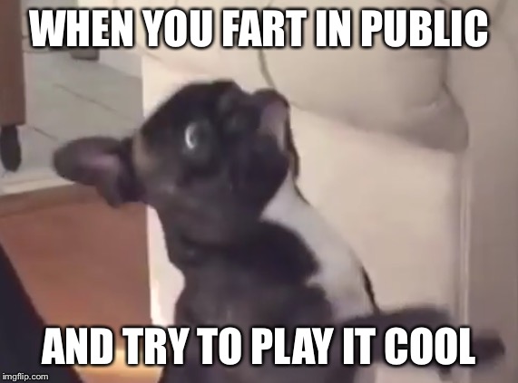 Social Anxiety Frenchie | WHEN YOU FART IN PUBLIC; AND TRY TO PLAY IT COOL | image tagged in frenchie,fart,public,embarrassing | made w/ Imgflip meme maker