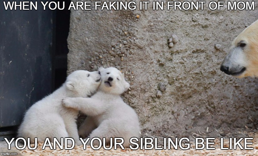How siblings act when mom's around | WHEN YOU ARE FAKING IT IN FRONT OF MOM; YOU AND YOUR SIBLING BE LIKE | image tagged in polar bear | made w/ Imgflip meme maker