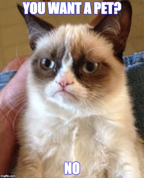 Grumpy Cat | YOU WANT A PET? NO | image tagged in memes,grumpy cat | made w/ Imgflip meme maker