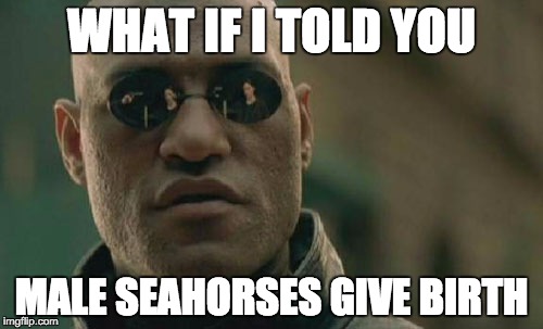 Matrix Morpheus | WHAT IF I TOLD YOU; MALE SEAHORSES GIVE BIRTH | image tagged in memes,matrix morpheus | made w/ Imgflip meme maker