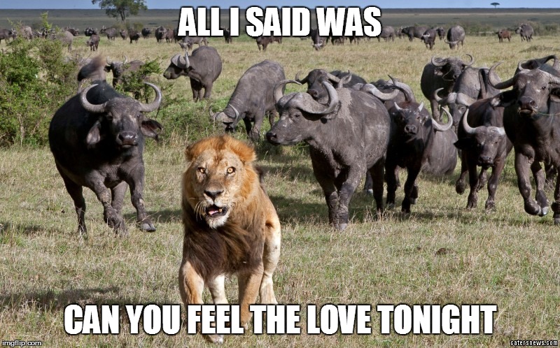 Lion running | ALL I SAID WAS; CAN YOU FEEL THE LOVE TONIGHT | image tagged in lion,lion king | made w/ Imgflip meme maker