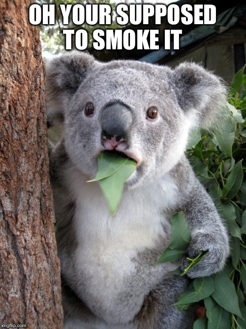 Surprised Koala Meme | OH YOUR SUPPOSED TO SMOKE IT | image tagged in memes,surprised coala | made w/ Imgflip meme maker