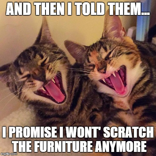 cats smiling | AND THEN I TOLD THEM... I PROMISE I WONT' SCRATCH THE FURNITURE ANYMORE | image tagged in cats smiling | made w/ Imgflip meme maker