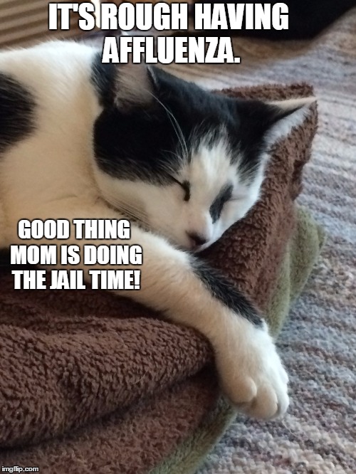 The Rough Life | IT'S ROUGH HAVING AFFLUENZA. GOOD THING MOM IS DOING THE JAIL TIME! | image tagged in sarcastic feline | made w/ Imgflip meme maker