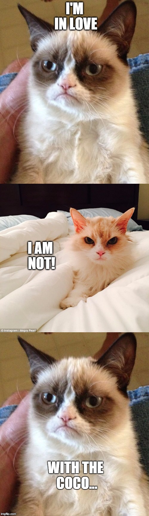 I love you....not | I'M IN LOVE; I AM NOT! WITH THE COCO... | image tagged in memes,grumpy cat,angry pearl,funny cats,love | made w/ Imgflip meme maker