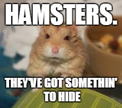 HAMSTERS. THEY'VE GOT SOMETHIN' TO HIDE | image tagged in hamster,grumpy | made w/ Imgflip meme maker