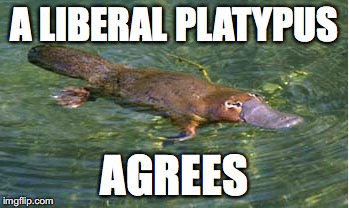 Platypus by Strongly Opinionated Platypus | A LIBERAL PLATYPUS AGREES | image tagged in platypus by strongly opinionated platypus | made w/ Imgflip meme maker