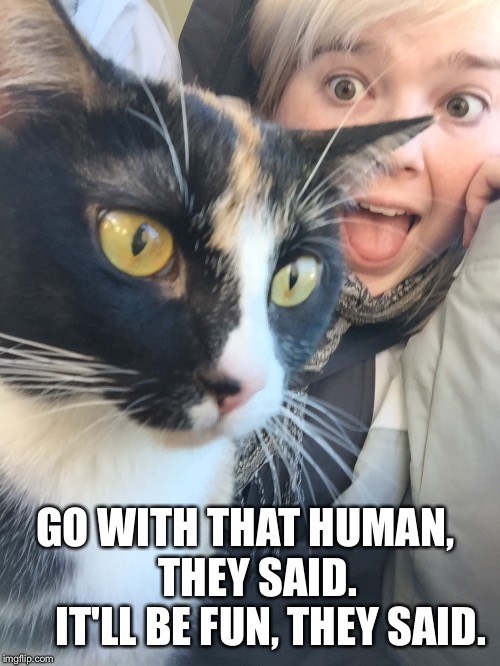 GO WITH THAT HUMAN,         THEY SAID.           IT'LL BE FUN, THEY SAID. | image tagged in what is life cat | made w/ Imgflip meme maker