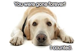 A dog's life | You were gone forever! I counted. | image tagged in dog time | made w/ Imgflip meme maker