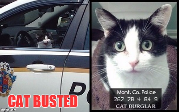 CAT BUSTED | made w/ Imgflip meme maker