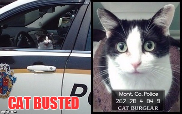 cat arrested montgomery burglar meme county imgflip perry jane meow said crime scene chest need busted