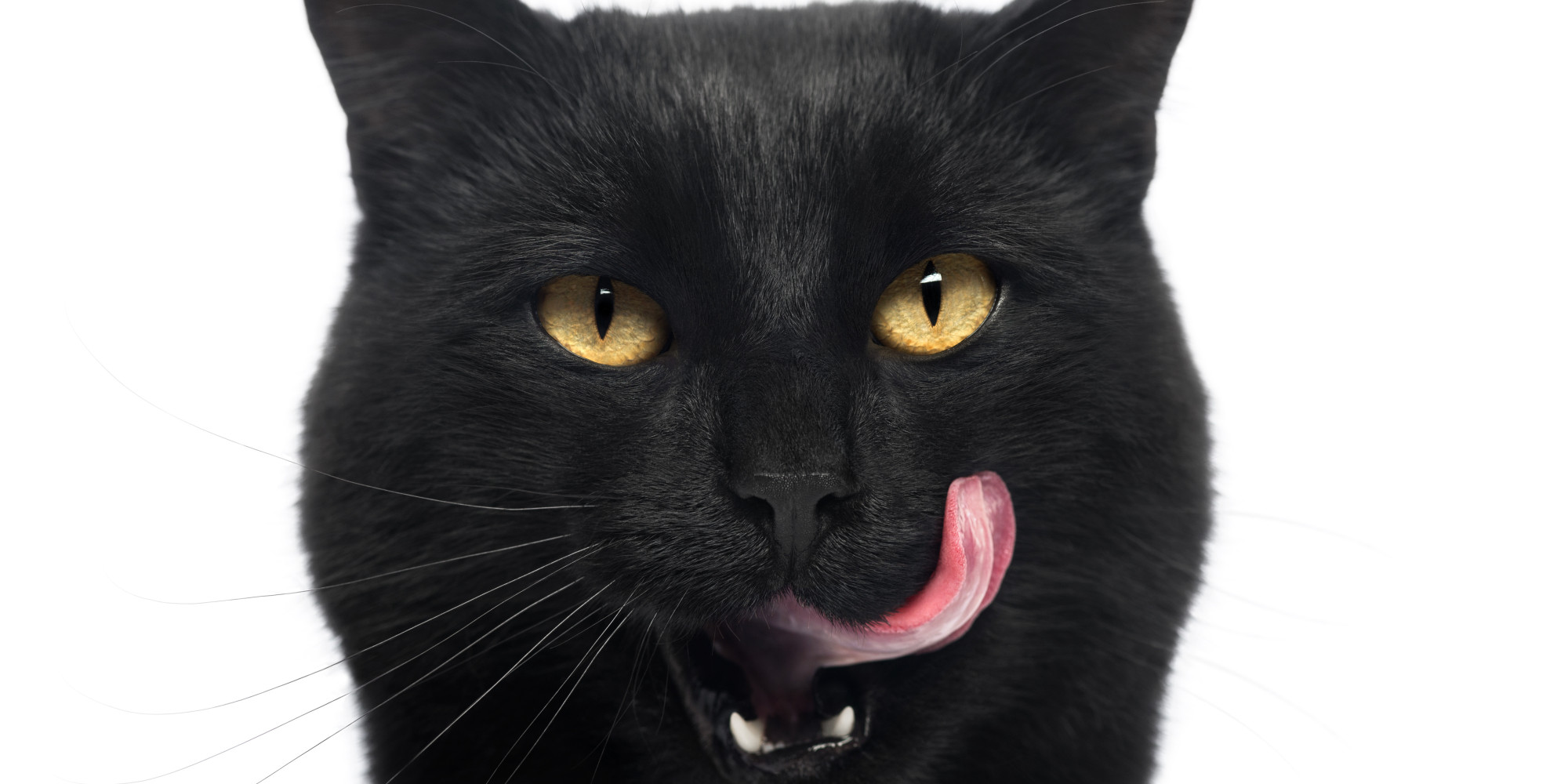 High Quality black cat eating Blank Meme Template