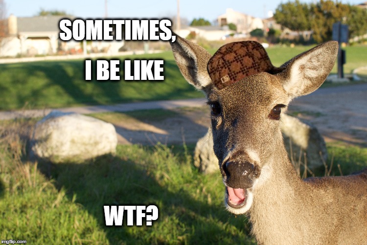 big moma | SOMETIMES, I BE LIKE; WTF? | image tagged in deer | made w/ Imgflip meme maker