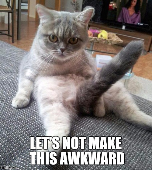 Sexy Cat | LET'S NOT MAKE THIS AWKWARD | image tagged in memes,sexy cat | made w/ Imgflip meme maker