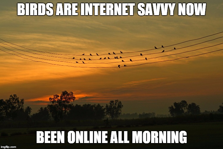 BIRDS ARE INTERNET SAVVY NOW; BEEN ONLINE ALL MORNING | image tagged in online | made w/ Imgflip meme maker
