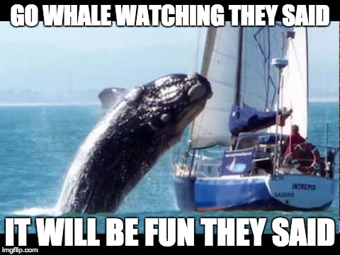 Whale Watching | GO WHALE WATCHING THEY SAID; IT WILL BE FUN THEY SAID | image tagged in whales,whale,it will be fun they said,oh shit,memes,funny | made w/ Imgflip meme maker