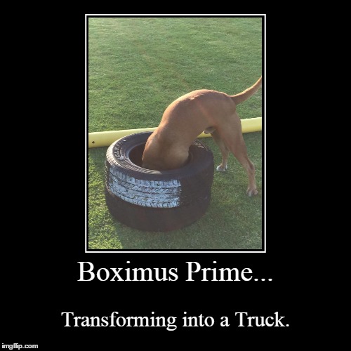 Boximus Prime | image tagged in funny,demotivationals,boxers,suprised boxer | made w/ Imgflip demotivational maker