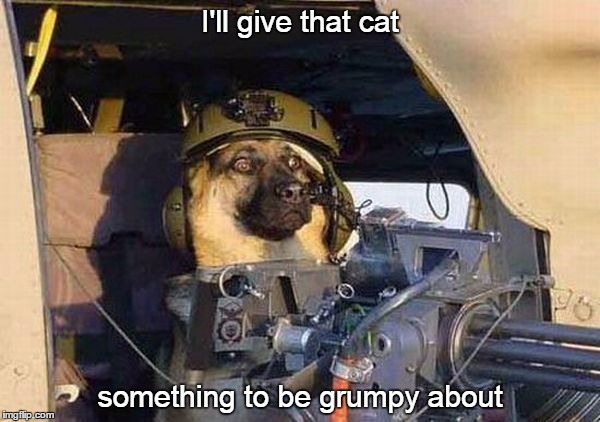 Don't get mad, get even
 | I'll give that cat; something to be grumpy about | image tagged in door gunner dog | made w/ Imgflip meme maker