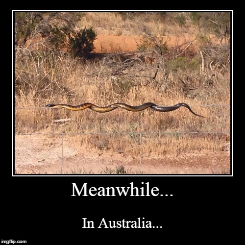 Snakey. | image tagged in funny,demotivationals | made w/ Imgflip demotivational maker