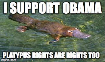 Platypus by Strongly Opinionated Platypus | I SUPPORT OBAMA PLATYPUS RIGHTS ARE RIGHTS TOO | image tagged in platypus by strongly opinionated platypus | made w/ Imgflip meme maker