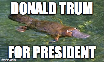 Platypus by Strongly Opinionated Platypus | DONALD TRUM FOR PRESIDENT | image tagged in platypus by strongly opinionated platypus | made w/ Imgflip meme maker