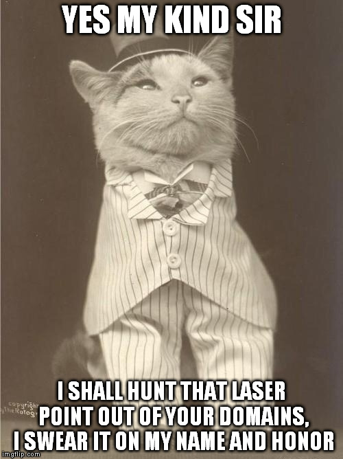 You shall be proud of me, wait for my victorious return. | YES MY KIND SIR; I SHALL HUNT THAT LASER POINT OUT OF YOUR DOMAINS, I SWEAR IT ON MY NAME AND HONOR | image tagged in compliment war,memes,cats | made w/ Imgflip meme maker