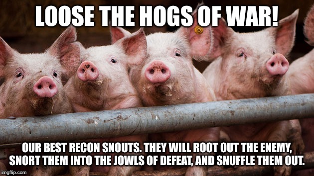 Hogs at Fence | LOOSE THE HOGS OF WAR! OUR BEST RECON SNOUTS. THEY WILL ROOT OUT THE ENEMY, SNORT THEM INTO THE JOWLS OF DEFEAT, AND SNUFFLE THEM OUT. | image tagged in hogs at fence | made w/ Imgflip meme maker