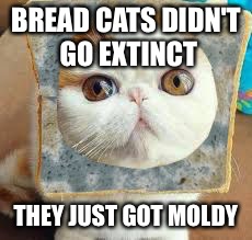 Moldy Bread Cat | BREAD CATS DIDN'T GO EXTINCT THEY JUST GOT MOLDY | image tagged in moldy bread cat | made w/ Imgflip meme maker