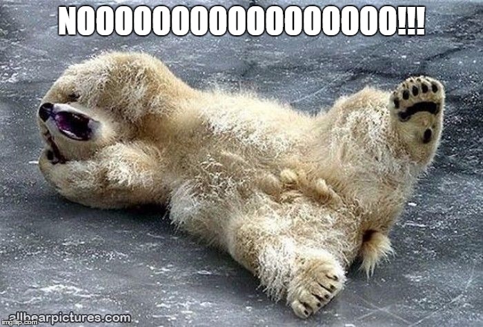 Nooooooo!! Bear | NOOOOOOOOOOOOOOOOO!!! | image tagged in nooooooooo,bear | made w/ Imgflip meme maker