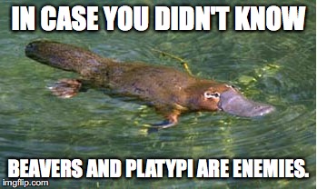 Platypus by Strongly Opinionated Platypus | IN CASE YOU DIDN'T KNOW BEAVERS AND PLATYPI ARE ENEMIES. | image tagged in platypus by strongly opinionated platypus | made w/ Imgflip meme maker