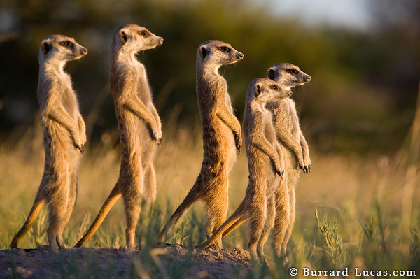 Meerkat Blank Meme Template