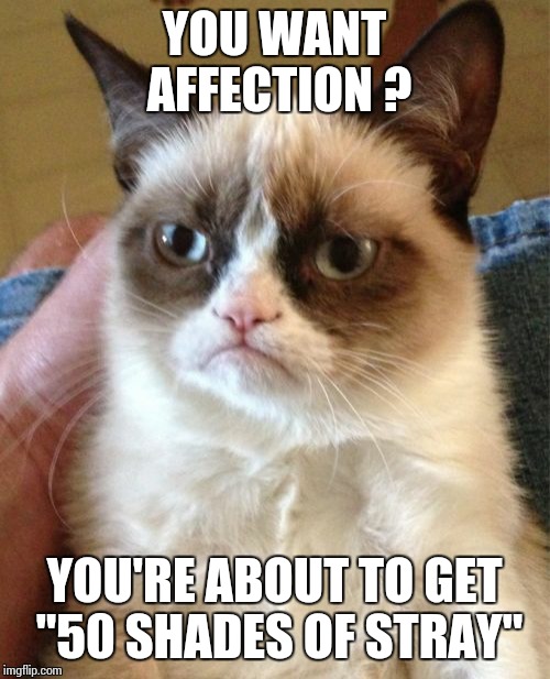 Grumpy Cat Meme | YOU WANT AFFECTION ? YOU'RE ABOUT TO GET "50 SHADES OF STRAY" | image tagged in memes,grumpy cat | made w/ Imgflip meme maker