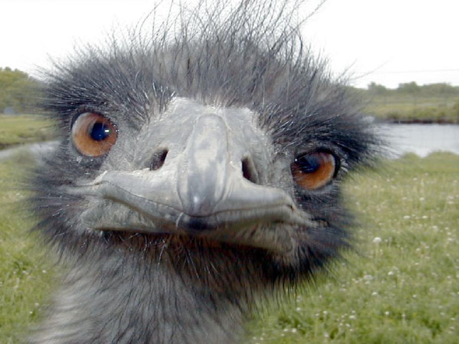 strange emu Blank Meme Template