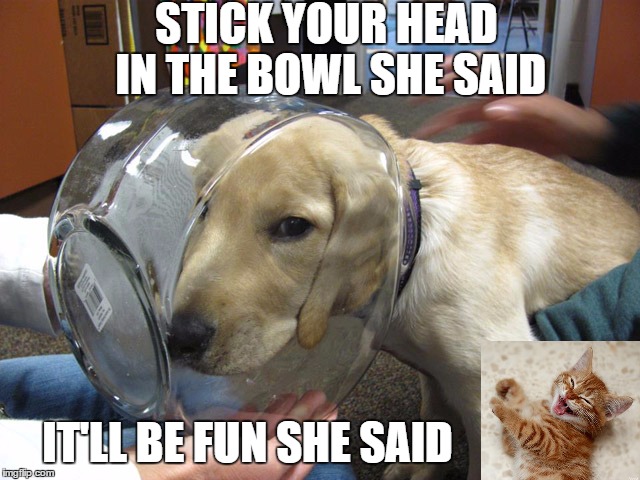 STICK YOUR HEAD IN THE BOWL SHE SAID; IT'LL BE FUN SHE SAID | image tagged in never listen to a cat | made w/ Imgflip meme maker