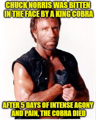 Chuck Norris Flex | CHUCK NORRIS WAS BITTEN IN THE FACE BY A KING COBRA; AFTER 5 DAYS OF INTENSE AGONY AND PAIN, THE COBRA DIED | image tagged in chuck norris | made w/ Imgflip meme maker