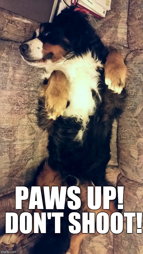 #MulticulturalDogLivesMatter | PAWS UP! DON'T SHOOT! | image tagged in memes,funny,dog | made w/ Imgflip meme maker