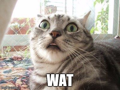 shocked cat | WAT | image tagged in shocked cat | made w/ Imgflip meme maker