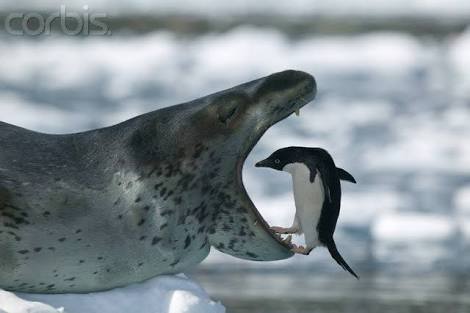 Funny seal Blank Meme Template