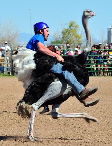 High Quality Ostrich rider Blank Meme Template