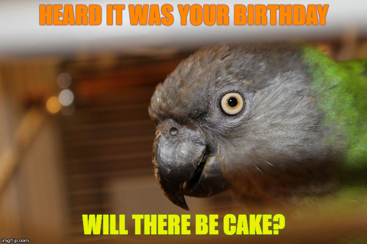 Busy birdie | HEARD IT WAS YOUR BIRTHDAY; WILL THERE BE CAKE? | image tagged in crazy eyed bird,questions,dumb question,did that just happen,i saw that | made w/ Imgflip meme maker
