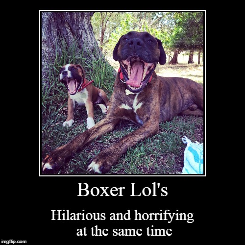 Boxing Laughter | image tagged in funny,demotivationals,suprised boxer | made w/ Imgflip demotivational maker