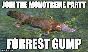 Platypus by Strongly Opinionated Platypus | JOIN THE MONOTREME PARTY FORREST GUMP | image tagged in platypus by strongly opinionated platypus | made w/ Imgflip meme maker