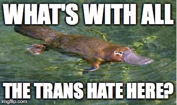 Platypus by Strongly Opinionated Platypus | WHAT'S WITH ALL THE TRANS HATE HERE? | image tagged in platypus by strongly opinionated platypus | made w/ Imgflip meme maker