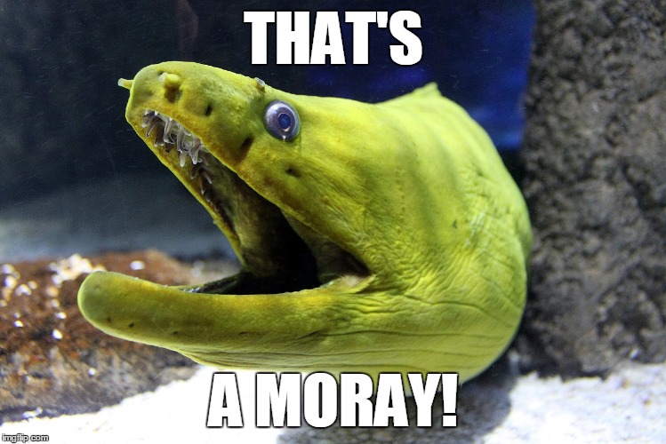 THAT'S; A MORAY! | made w/ Imgflip meme maker